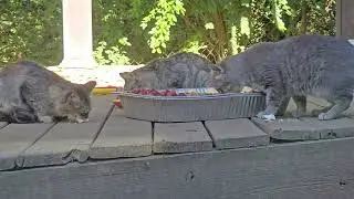 The Kitties are right on time for dinner. Love the furry collection.