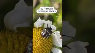 Shield bug facts