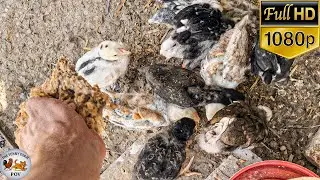 Homemade Chicken Feed Recipe 🐔 | Cheap & Healthy Food for Baby Chicks & Hens