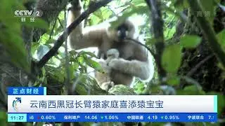 [正点财经]云南西黑冠长臂猿家庭喜添猿宝宝| CCTV财经