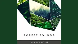 Forest Atmosphere