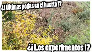 Mi zona de experimentos en mi huerto de bonsais! La poda de otoño! :D