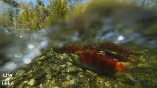 Up close to Sockeye - Salmon Run, Adams River