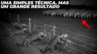 A nova técnica que diminuiu 83% dos ataques de onças a bezerros no pantanal