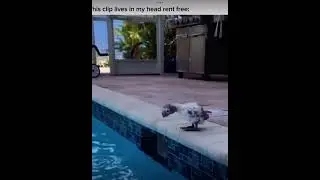 Flotation device #comedy #birds