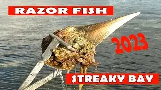 RAZOR FISH at STREAKY BAY
