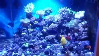 New aquarium light 