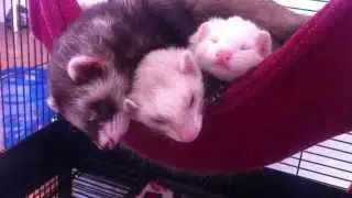 Cutest ferrets ever