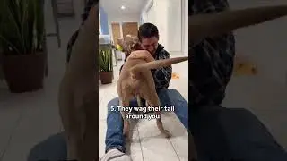 10 Signs Your Dog Trusts You