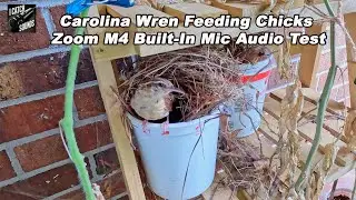 Zoom M4 Built-In Mic Audio Test - Carolina Wren Feeding Chicks