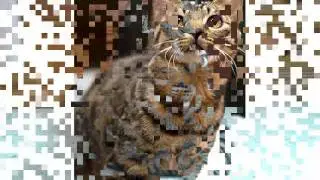 Dragon Li cat