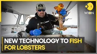 Ropeless fishing traps 'trap' lobster industry | WION Climate Tracker | Latest World News