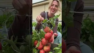 Самые ранние томаты!