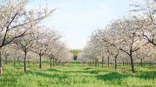 Rooted in Michigan: Cherry Republic