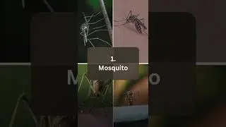 Top 6 Most Deadly Animals | Dangerous Wildlife | M & A - The Animal Empire