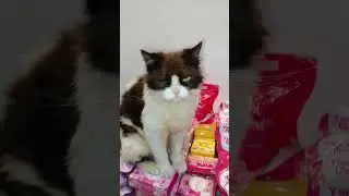 Kitty Ashley shows us her shop😺 #cat #kitten #cute #cutecat #sweet #huggywuggy