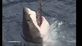 Great White Shark attacks Tuna