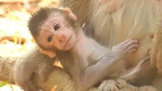 CUTE BABY MONKEY BRIGHTEN ON CHESS MOTHER HUNGRY MILK | MONKEY TECHNIQUE