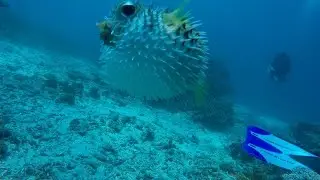 Bali Safari - Extended Version