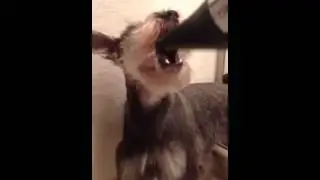 Dog hates blow dryer