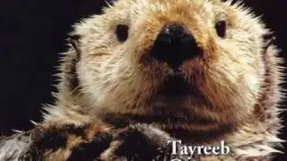 Tayreeb - Give it to me (instrumental)