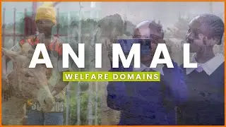 Donkey Diaries: Students Stage a Welfare Wake-Up Call