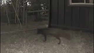Black fox, descendant of Colorado fur farms