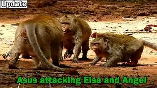 Monkey Asus try follow bite little monkey Ellen till her mom Elsa and Angel run to help protect