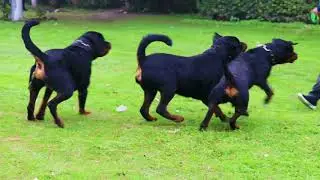 Rottweiler देख कर मज़ा आ जाएगा आपको 😱😱😱 | Gujral Rottweilers | Rottweilers Dog Breed | Scoobers