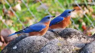 Romans 10 : 11 -13  __  Bluebirds