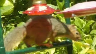 Rascally squirrel thief eating bird food