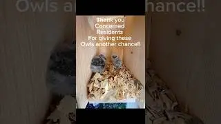 Renesting Eastern Screech Owls.Thank you concerned residents! ​⁠@nativebirdboxesinc.6354 @CSWFL