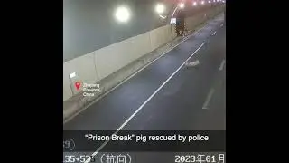 &ldquo;Prison Break&rdquo; pig rescued by police #shorts