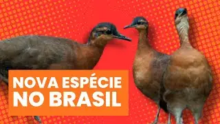 Nova esp&eacute;cie de inhambu &eacute; descoberta - Sururina-da-serra