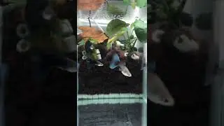 Half Black Blue / HBB Delta Tail breeding tank guppy