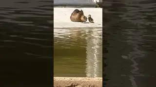 Mother Duck and her cute Ducklings #shortsfeed #birds #nature #viral #ducklings #shorts #short