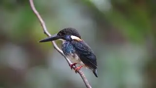 Malaysian Blue-banded Kingfisher