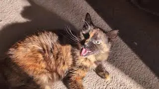 How to pill your cat - Featuring: Milly