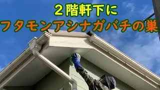 ２階軒下のフタモンアシナガバチの巣　Polistes　chinensis　antennalis　HACHIMARU　TV