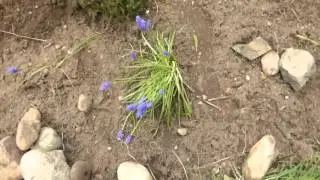 Amber's Garden corner update
