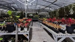 Tanaman Hias aglonema