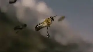 Huh!! Bees mate in flight? and die.... 😯