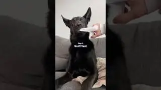 How to Clean Your Dog's Ears Using Dog Ear Wipes
