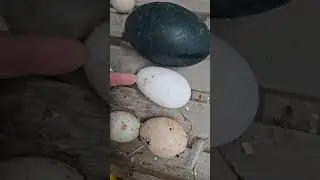 Egg size comparisons