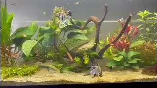 Angelfish and Swordtail fish.