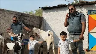 Behtarin Bakri For Sale At Saad Goat Farm Indore Mp 