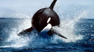 Ecocide-- Mass Species Extinction: Antarctica #2-- RED ALERT!