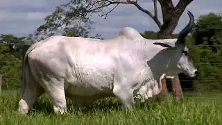 ANAIRH MFJ   MAFG 1461