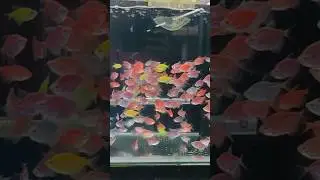 colourful widow tetra #fish #satisfying