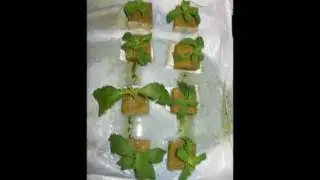 Project: Stevia For Everyone